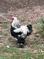 Rooster te koop, Mannelijk, Kip