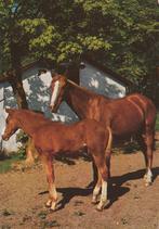 PAARD  MET  VEULEN, Verzamelen, Postkaarten | Dieren, Verzenden, Ongelopen, Paard