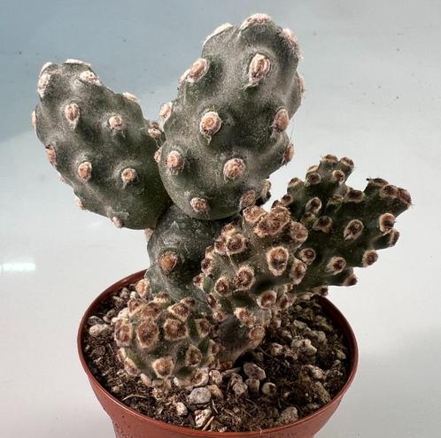 Tephrocactus Molinensis, Huis en Inrichting, Kamerplanten, Cactus, Minder dan 100 cm, Verzenden
