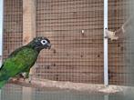Pionus van Maximiliaan, Meerdere dieren, Papegaai, Geringd
