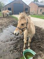 Fjord hengstveulen, Dieren en Toebehoren, Paarden, Hengst, Gechipt, 0 tot 2 jaar
