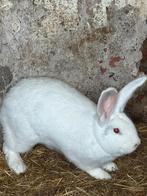 Duitse reus, Dieren en Toebehoren, Vrouwelijk, Groot, 0 tot 2 jaar