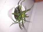 Sanseveria, kamerplant, Huis en Inrichting, Kamerplanten, Ophalen, Overige soorten