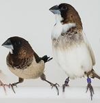 Japanse meeuwen, Dieren en Toebehoren, Vogels | Overige Vogels