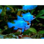 Microgeophagus ramerezi electric bleu, Dieren en Toebehoren, Vis, Zoetwatervis, Schoolvis