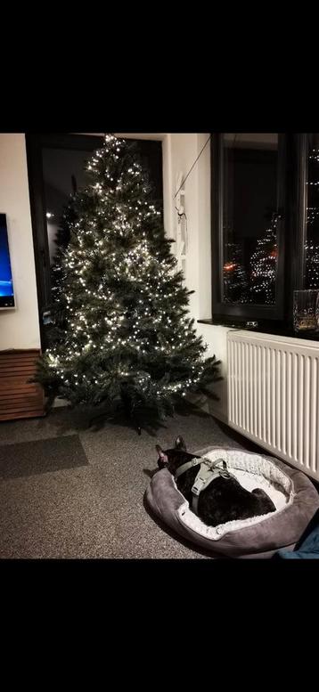 Mooie grote kerstboom 215 cm hoog, 135 cm breed beschikbaar voor biedingen
