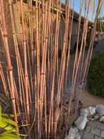 Triarrhena lutarioriparia, Tuin en Terras, Planten | Tuinplanten, Vaste plant, Ophalen