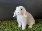 Handtamme mannelijke minilop konijnen jong, Mannelijk, Dwerg, 0 tot 2 jaar, Hangoor
