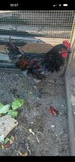 Zwarte Haan te ruil gratis Black Copper Marans Maran, Dieren en Toebehoren, Pluimvee