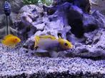 Malawi mbuna's; soort Sunset, hele mooie zoetwatervis!!!, Dieren en Toebehoren, Vissen | Aquariumvissen, Zoetwatervis