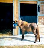 Mini paard ruin met stamboek, Ruin, L