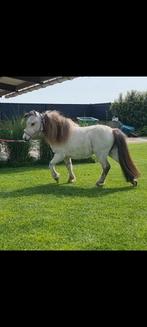 Lief minipaardje hengstje, Dieren en Toebehoren, Paarden