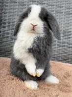 Heel mooie en lieve jonge Dwerg hangoor konijn voedstertjes, Dieren en Toebehoren, Vrouwelijk, Dwerg, Hangoor, 0 tot 2 jaar