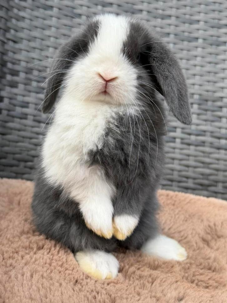 Heel mooie en lieve jonge Dwerg hangoor konijn voedstertjes, Dieren en Toebehoren, Konijnen, Dwerg, Vrouwelijk, 0 tot 2 jaar, Hangoor