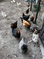 Legkippen aan de leg, Dieren en Toebehoren, Vrouwelijk, Kip