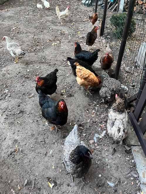 Legkippen aan de leg, Dieren en Toebehoren, Pluimvee, Kip, Vrouwelijk
