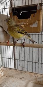 Kruising pop zwart kopsijs x kanarie, Dieren en Toebehoren, Vogels | Overige Vogels, Vrouwelijk, Tropenvogel