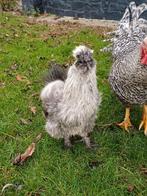 Zijdehoender haan, Dieren en Toebehoren