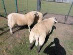 Mannelijke schapen te koop, Dieren en Toebehoren, Schapen, Geiten en Varkens, Mannelijk, Schaap, 0 tot 2 jaar