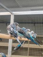 Blackwings 2025, Plusieurs animaux, Perruche, Bagué