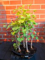 Ginkgo bonsai bosje van 7 te koop, Tuin en Terras, Ophalen