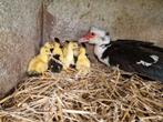 Barberie kuikens, Dieren en Toebehoren, Pluimvee, Meerdere dieren, Eend
