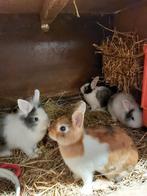 Diverse jonge dwergkonijntjes, Dieren en Toebehoren, Konijnen, Meerdere dieren, Dwerg, Hangoor, 0 tot 2 jaar