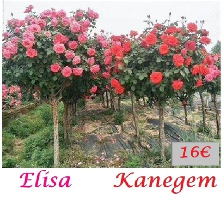 ROSIERS SUR TIGE, DIFFÉRENTES COULEURS, 16 €/pièce, Jardin & Terrasse, Plantes | Jardin, Plante fixe, Autres espèces, Plein soleil
