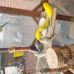 te koop jonge grasparkieten + ook de koppels 8 euro het stuk, Dieren en Toebehoren, Vogels | Parkieten en Papegaaien