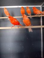 kanaries rood en rood agaat, Dieren en Toebehoren