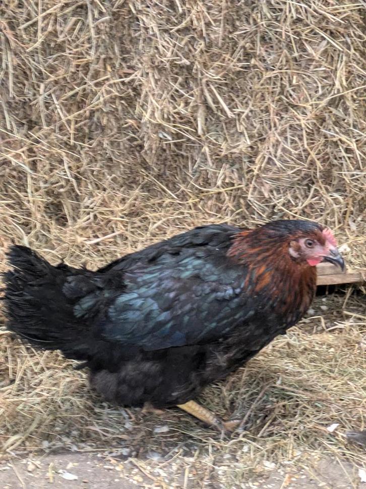 zwarte legkip, Dieren en Toebehoren, Pluimvee