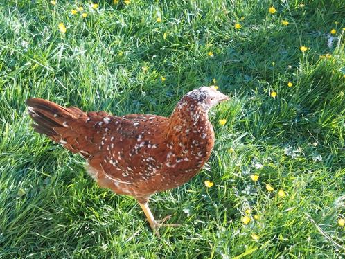 Porselein leghorn hennen - 4 maand oud, Dieren en Toebehoren, Pluimvee