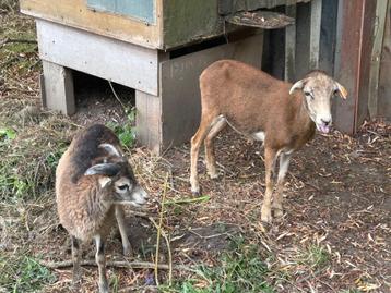 Drachtig Kameroen schaap ingeënt tegen blauw tong  met ram l beschikbaar voor biedingen