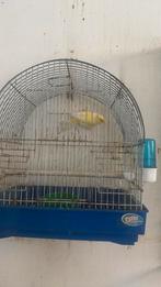 Kanarie  man goede zanger van 2025, Animaux & Accessoires, Oiseaux | Cages & Volières, Enlèvement, Comme neuf, Cage à oiseaux