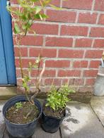 krulwilg in pot, Tuin en Terras, Ophalen