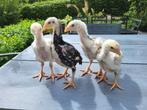 4 shamo kuikens, Dieren en Toebehoren, Pluimvee