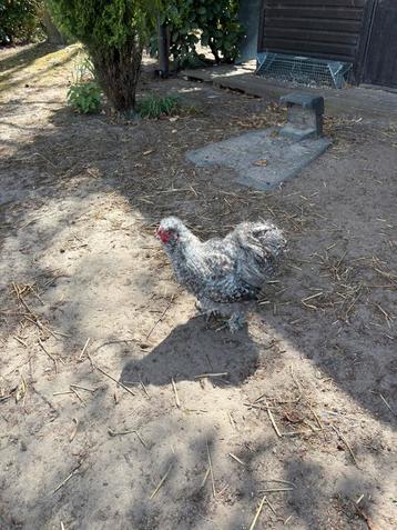 Zijdehoen hanen ( koekoek + zwart), Mâle, Poule ou poulet