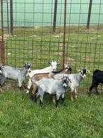 10 stuks dwerg geitjes !!, Dieren en Toebehoren, Schapen, Geiten en Varkens, Mannelijk, Geit