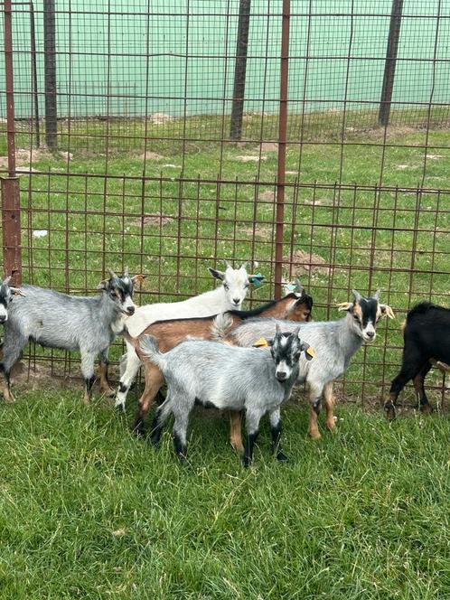 10 stuks dwerg geitjes !!, Dieren en Toebehoren, Schapen, Geiten en Varkens, Geit, Mannelijk
