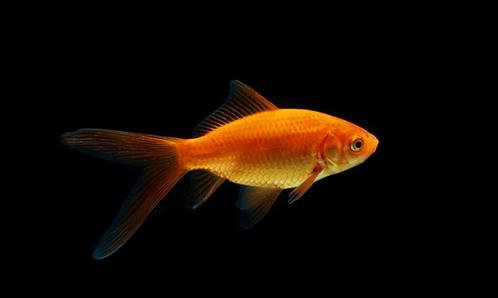 Vis Red Comet 6/8cm, Dieren en Toebehoren, Vissen | Aquaria en Toebehoren, Nieuw, Overige typen, Ophalen