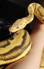 1.0 YB pastel clown het. Pied, Dieren en Toebehoren, Reptielen en Amfibieën, Slang, Tam, 3 tot 6 jaar