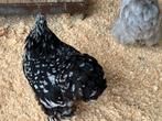 Cochin krielen, Dieren en Toebehoren, Pluimvee