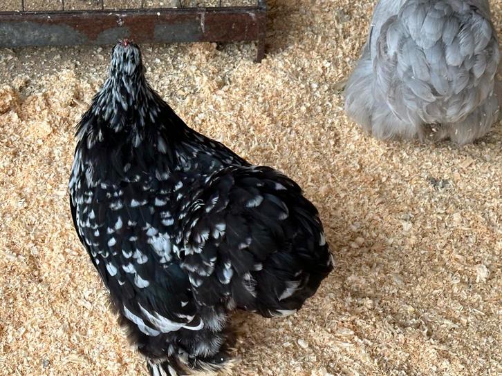 Cochin krielen, Dieren en Toebehoren, Pluimvee