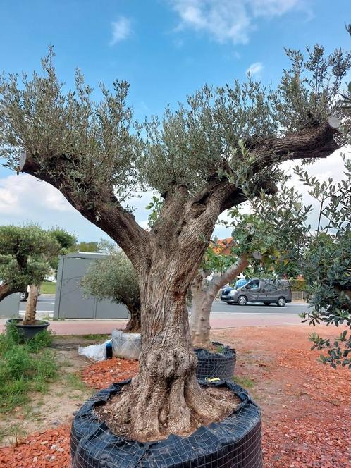 Exclusieve olijfbomen, Tuin en Terras, Planten | Bomen, Olijfboom, Ophalen of Verzenden