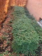 haagplanten winter hard, Tuin en Terras, Ophalen