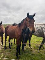 Jaarling merrie, Dieren en Toebehoren, Paarden, Merrie, Gechipt, Niet van toepassing, 0 tot 2 jaar