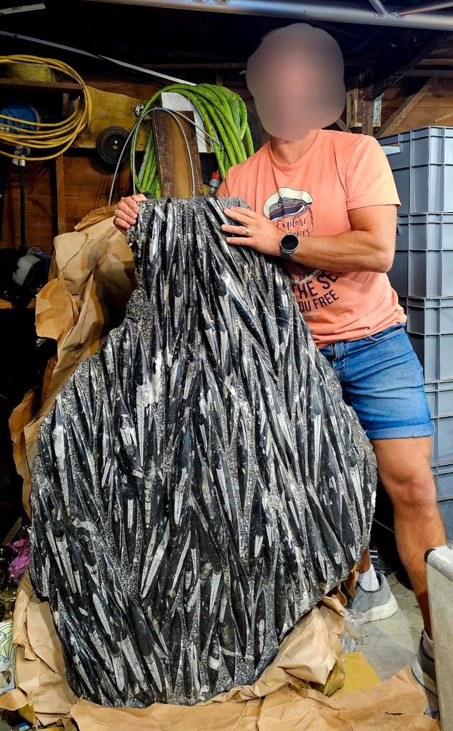 Immense assiette en forme d'orthoceras 130 cm x 95 cm proven, Collections, Minéraux & Fossiles, Fossile, Enlèvement