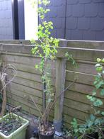 Symphorine blanche ("arbre aux perles"), Ophalen, Overige soorten, Struik, 100 tot 250 cm