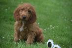 Cockapoo pups geboren in Belgie, Dieren en Toebehoren, Honden | Niet-rashonden, België, 8 tot 15 weken, Meerdere, Meerdere dieren