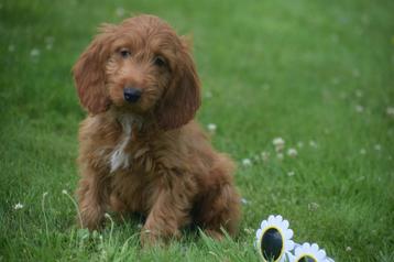 Cockapoo pups geboren in Belgie beschikbaar voor biedingen